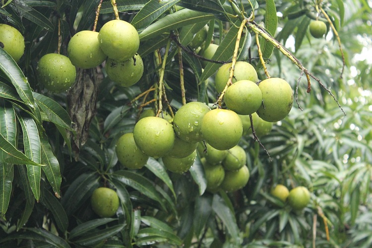  Mango Farmers Form An Association As Revenue Spikes To 129%