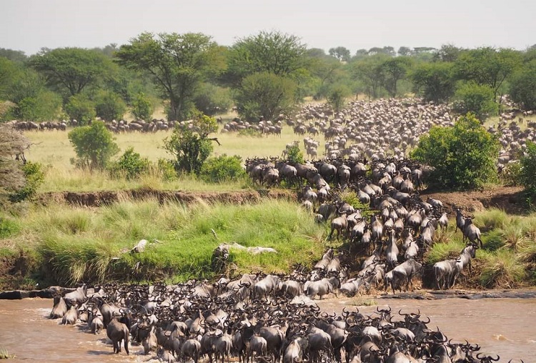  A Time To Enjoy SomeAmaizing Wildlife Migration In Kenya