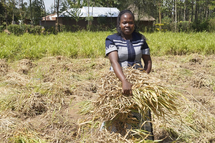  Kenyan Small Farmers Turn To Diversification To Beat Covid-19 Heat