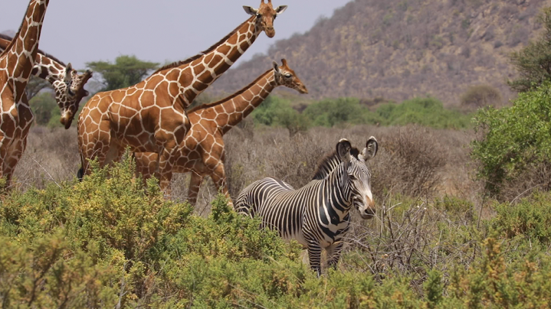  CNN’s African Voices Changemakers Explores Zebra Conservation In Kenya