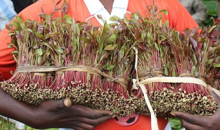  KEBS Sets Hygiene Standards For Those Selling Miraa
