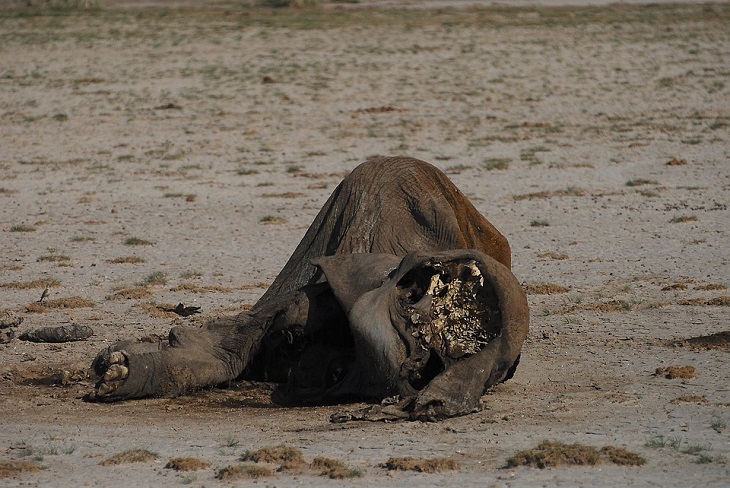 62 Elephants Starve To Death In Kenya