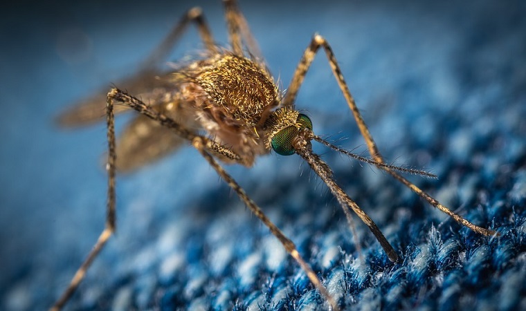 Kenya Reports An Outbreak Of Yellow Fever