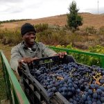A Feel Of The Original Wine From South Africa