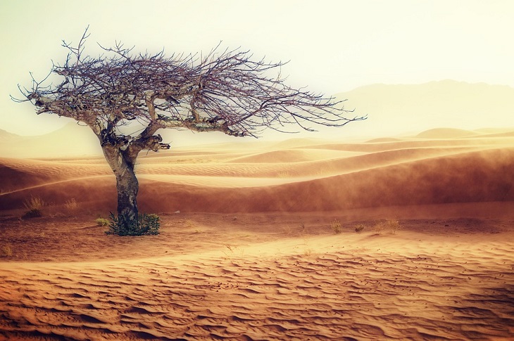 Half Of Kenya Is Turning Into A Desert