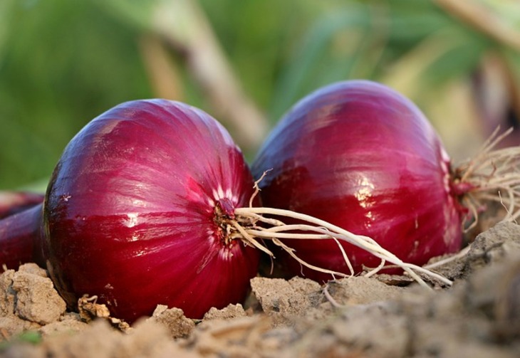 Why Onions From Tanzania Still Remain Popular In Kenya 2022