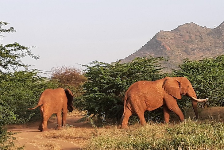  Conservancies Critical To Tackling Kenya’s Wildlife Extinction