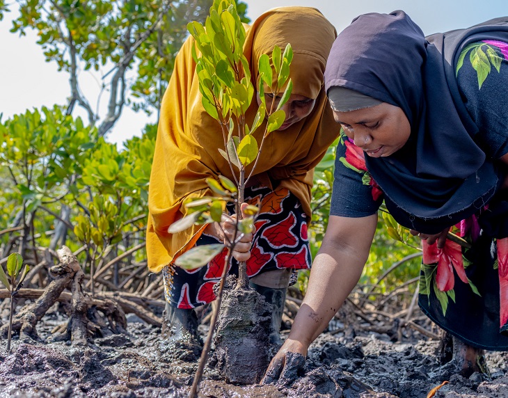  26,000 Hectares Of Mangroves In Lamu To Be Co-owned By Communities