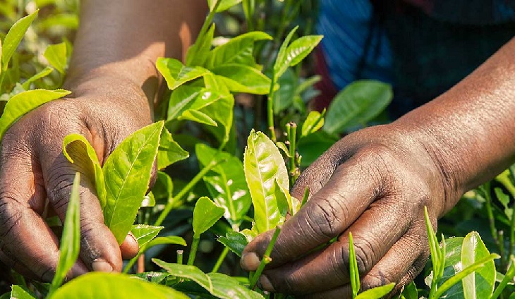  Microsoft Africa Enters Into Food Growing