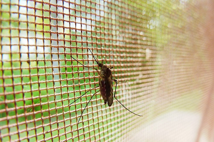  There Is A New Mosquito In Town, Spreading Super Malaria