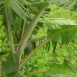 Uganda’s Plan To Bring Biotech To Farms And Fields