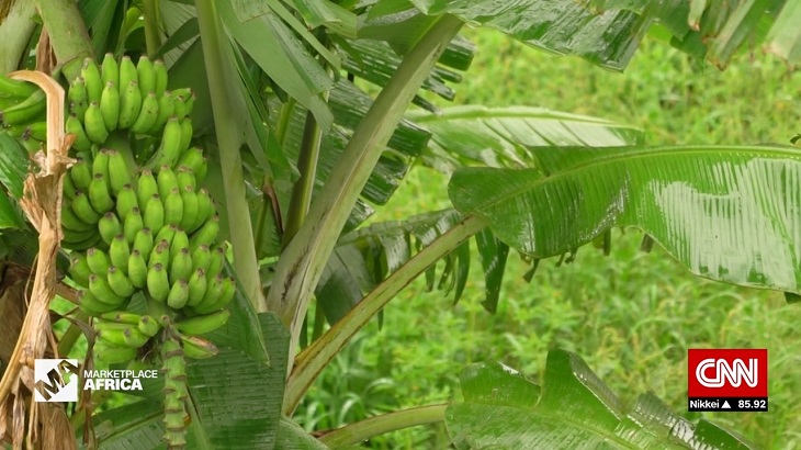 Uganda’s Plan To Bring Biotech To Farms And Fields