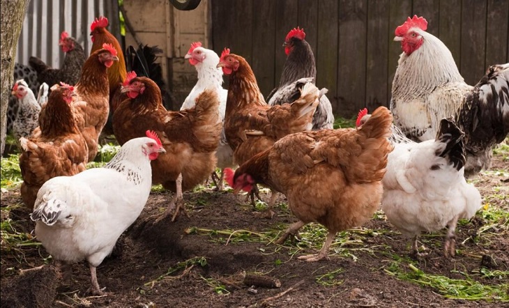  Here Is How To Easily Make Money From Chicken Kienyeji Farming