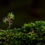 Earthtree