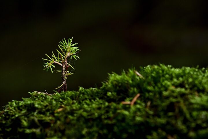 Earthtree