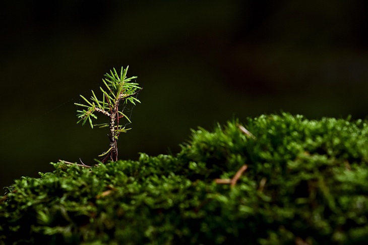 Earthtree